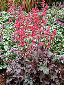 Heuchera 'Mysteria'